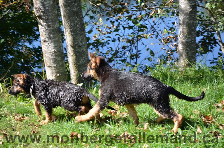 Chien et nos dernier chiots qui partent ce week end....