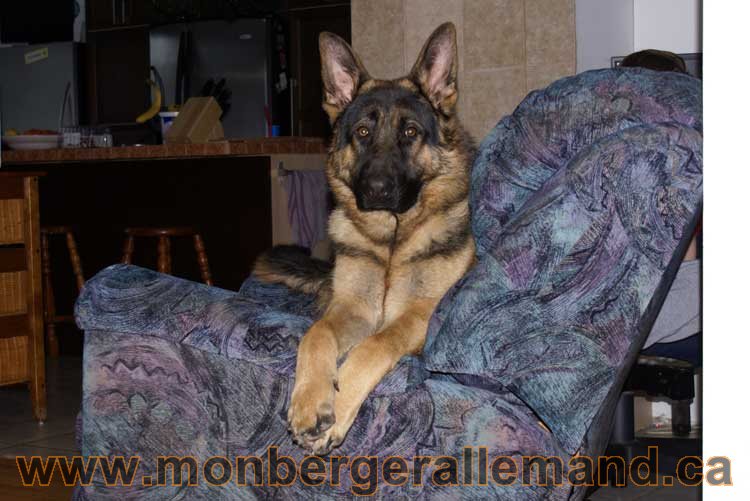 Nos chiens berger allemand - Chiot Berger Allemand a vendre regulierement - Québec, Canada , Montreal , gatineau sherbrooke, mirabel, lanaudière, laurentides, estrie et plus.