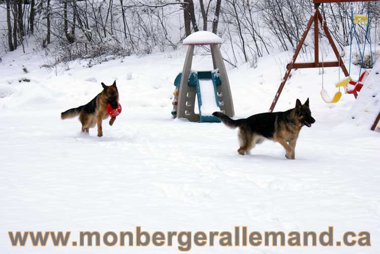 Nos chiens berger allemand - Chiot Berger Allemand a vendre regulierement - Québec, Canada , Montreal , gatineau sherbrooke, mirabel, lanaudière, laurentides, estrie et plus.