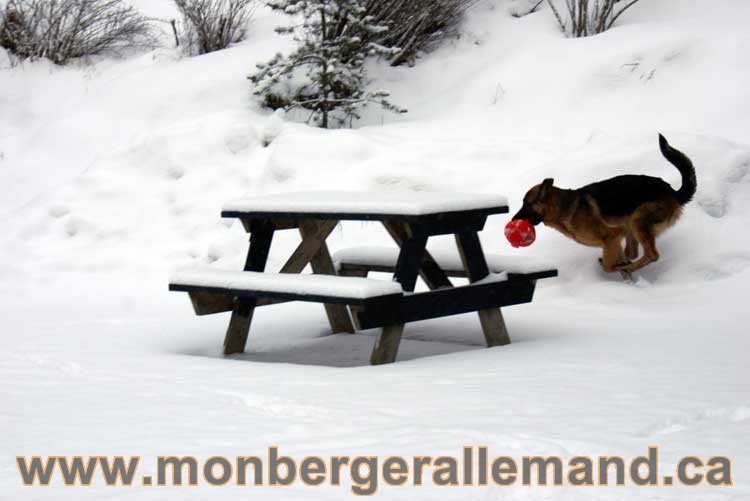 Nos chiens berger allemand - Chiot Berger Allemand a vendre regulierement - Québec, Canada , Montreal , gatineau sherbrooke, mirabel, lanaudière, laurentides, estrie et plus.