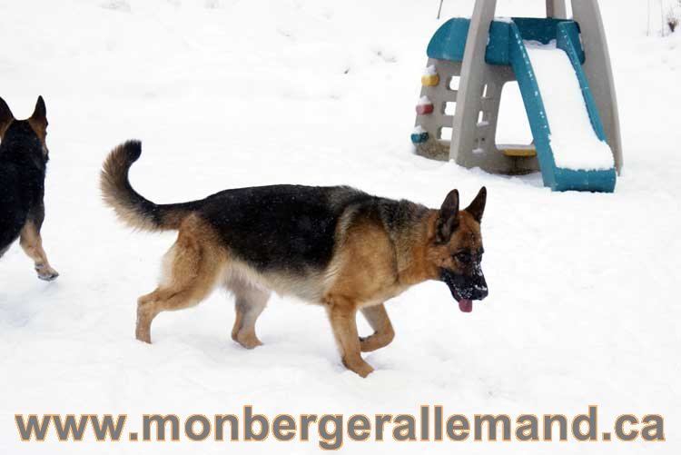 Nos chiens berger allemand - Chiot Berger Allemand a vendre regulierement - Québec, Canada , Montreal , gatineau sherbrooke, mirabel, lanaudière, laurentides, estrie et plus.