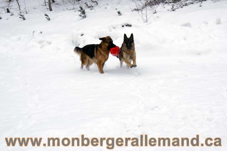 Nos chiens berger allemand - Chiot Berger Allemand a vendre regulierement - Québec, Canada , Montreal , gatineau sherbrooke, mirabel, lanaudière, laurentides, estrie et plus.