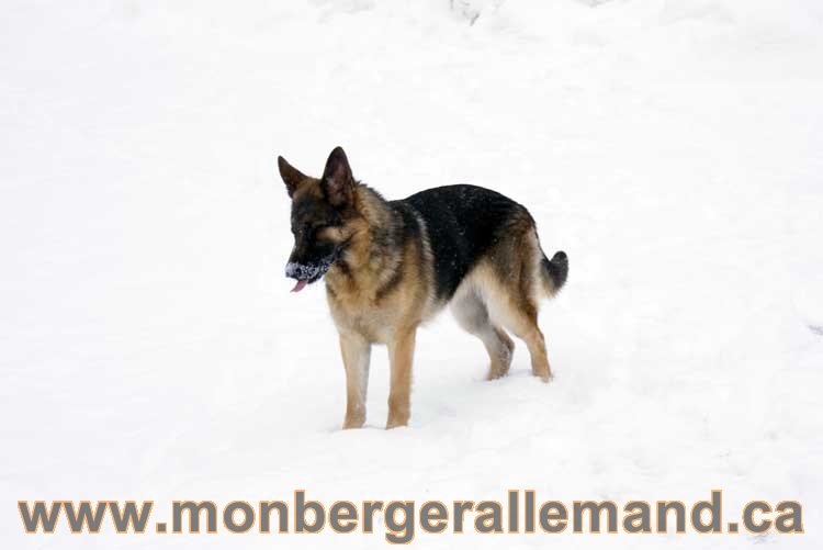 Nos chiens berger allemand - Chiot Berger Allemand a vendre regulierement - Québec, Canada , Montreal , gatineau sherbrooke, mirabel, lanaudière, laurentides, estrie et plus.