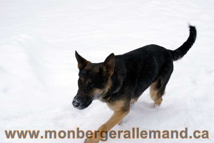 Chiot Berger Allemand a vendre regulierement - Québec, Canada , Montreal , gatineau sherbrooke, mirabel, lanaudière, laurentides, estrie et plus.