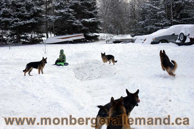 Berger allemand 2011 -  OPutaouais, Laurentides, de Montreal a sherbrooke,  de l'estrie a la monteregie Québec, Canada