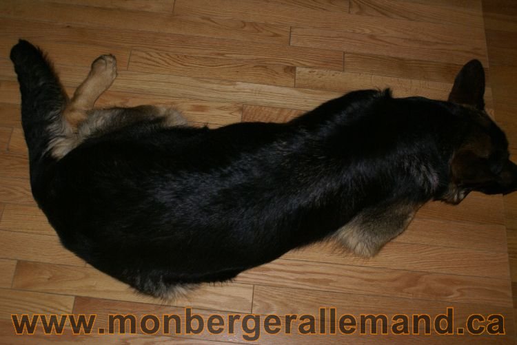Berger allemand Avrill 2011