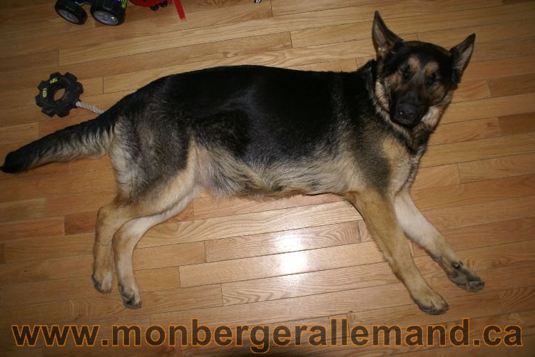 Berger allemand Avrill 2011