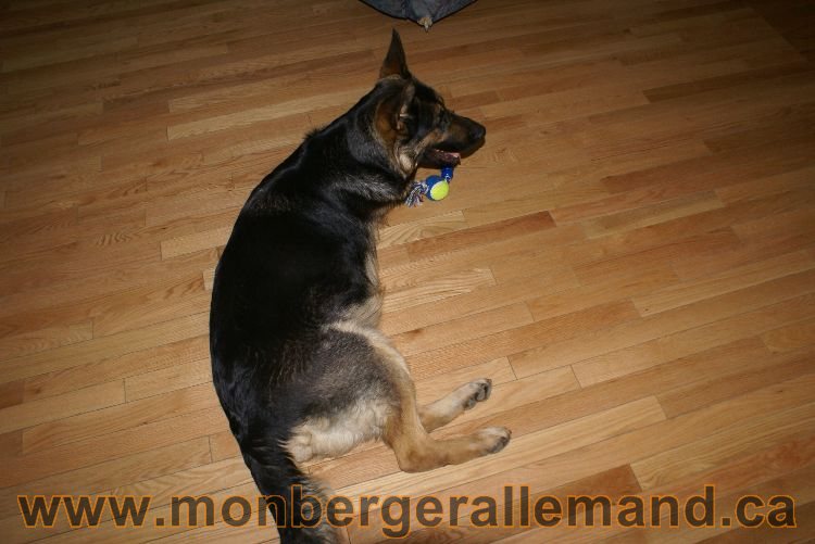 Berger allemand Avrill 2011