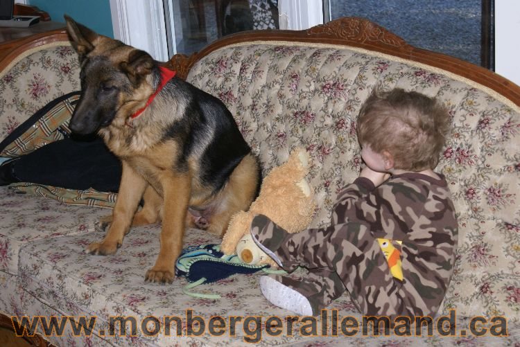 Berger allemand Avrill 2011