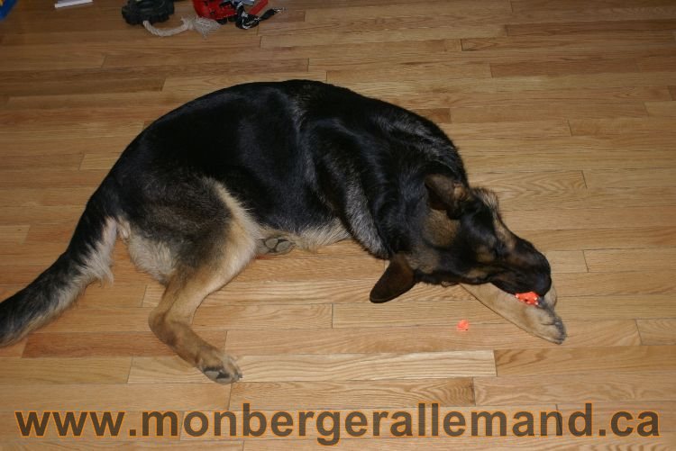 Berger allemand Avrill 2011