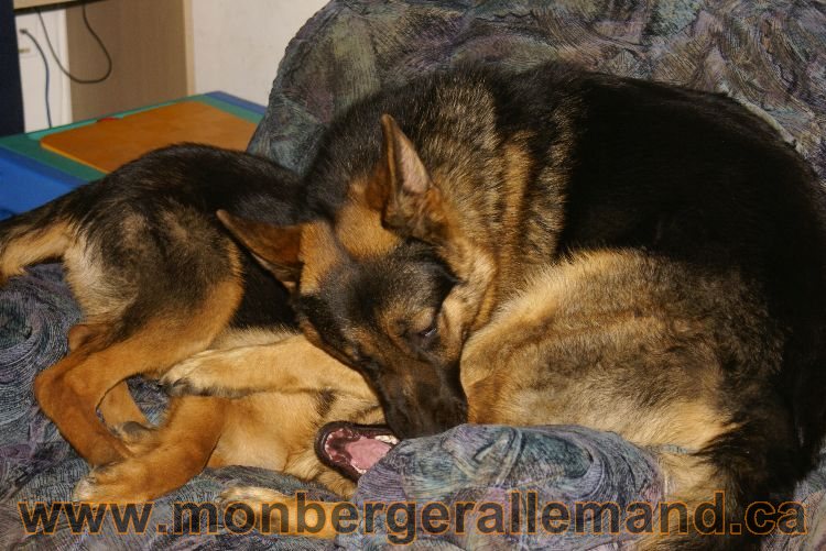 Nos Berger Allemand 20 Avril 2011