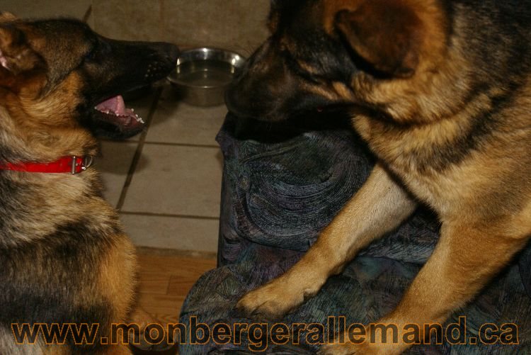 Nos Berger Allemand 20 Avril 2011