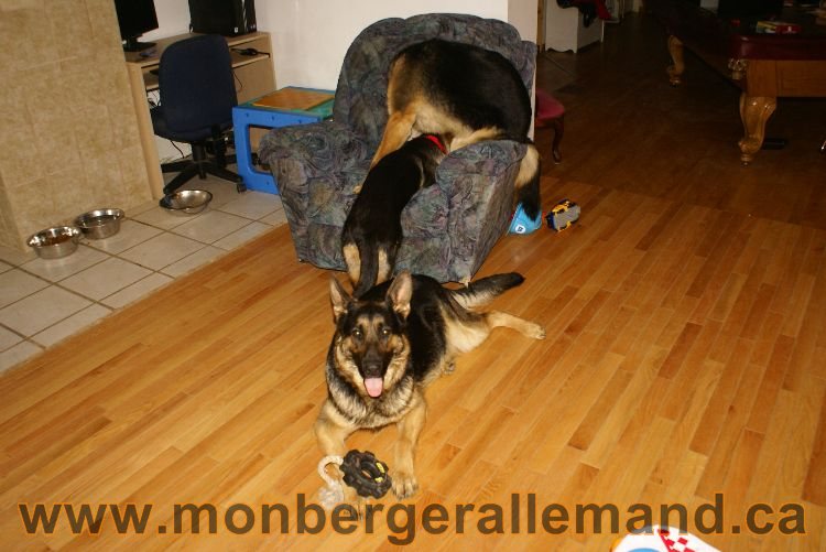 Nos Berger Allemand 20 Avril 2011