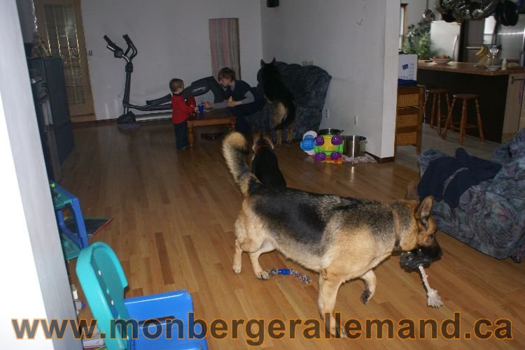 Berger asllemand 23 Avril 2011 - Les chiots vont arriver bientot !