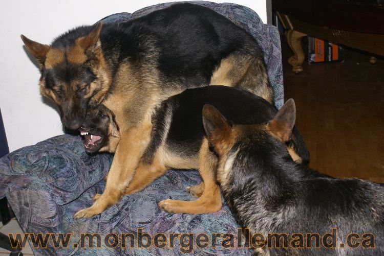 Berger asllemand 23 Avril 2011 - Les chiots vont arriver bientot !