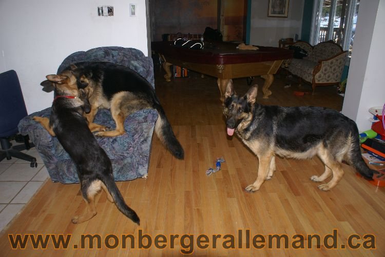 Berger asllemand 23 Avril 2011 - Les chiots vont arriver bientot !