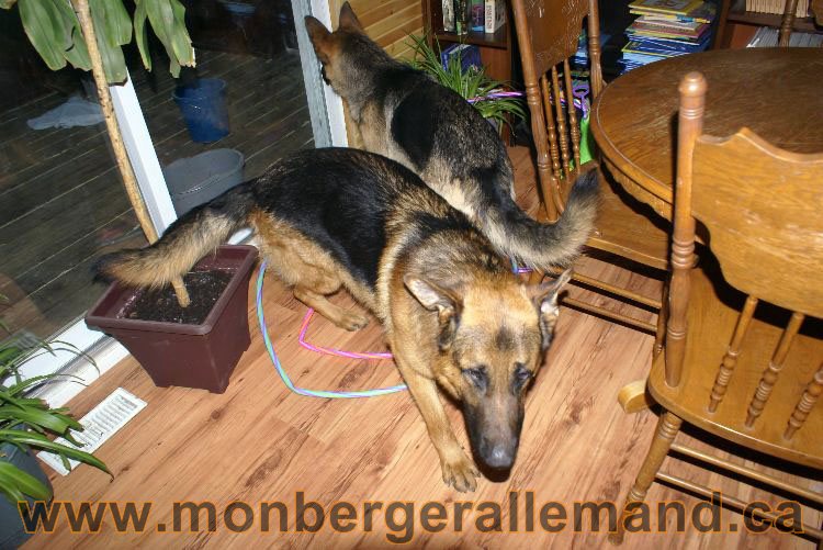 Berger asllemand 23 Avril 2011 - Les chiots vont arriver bientot !