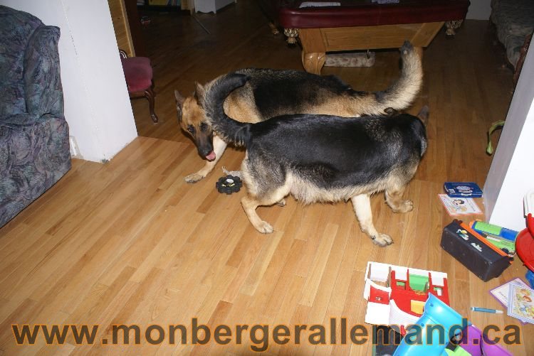 Berger asllemand 23 Avril 2011 - Les chiots vont arriver bientot !