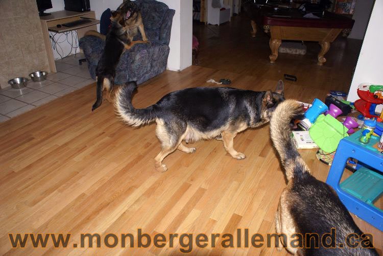 Berger asllemand 23 Avril 2011 - Les chiots vont arriver bientot !