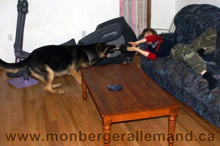 Berger asllemand 23 Avril 2011 - Les chiots vont arriver bientot !