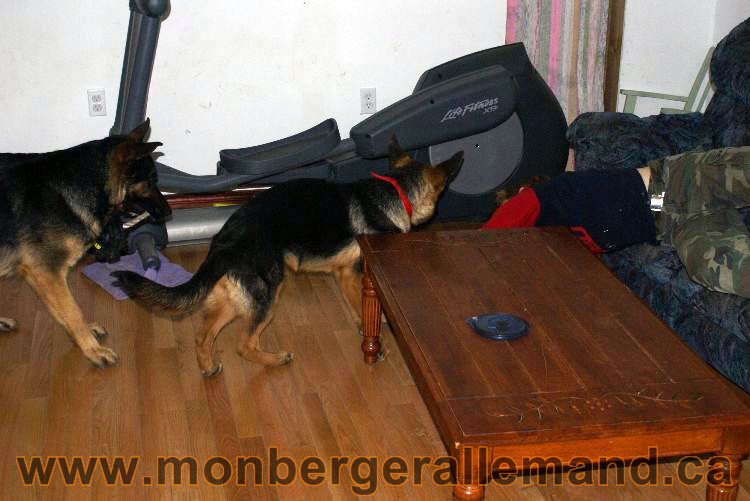 Berger asllemand 23 Avril 2011 - Les chiots vont arriver bientot !