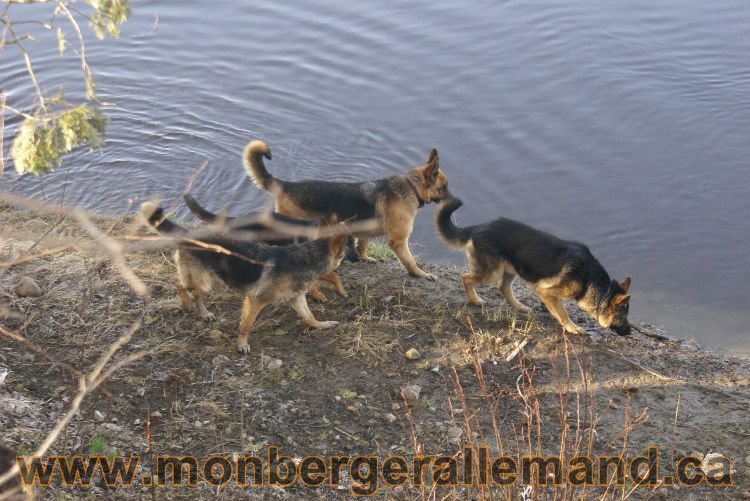 Berger allemand au printemps !