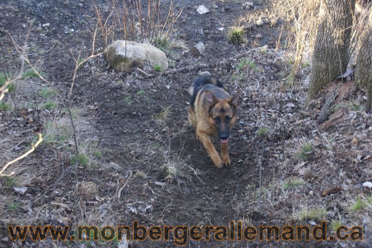 Berger allemand au printemps !