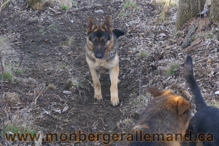 Berger allemand au printemps !