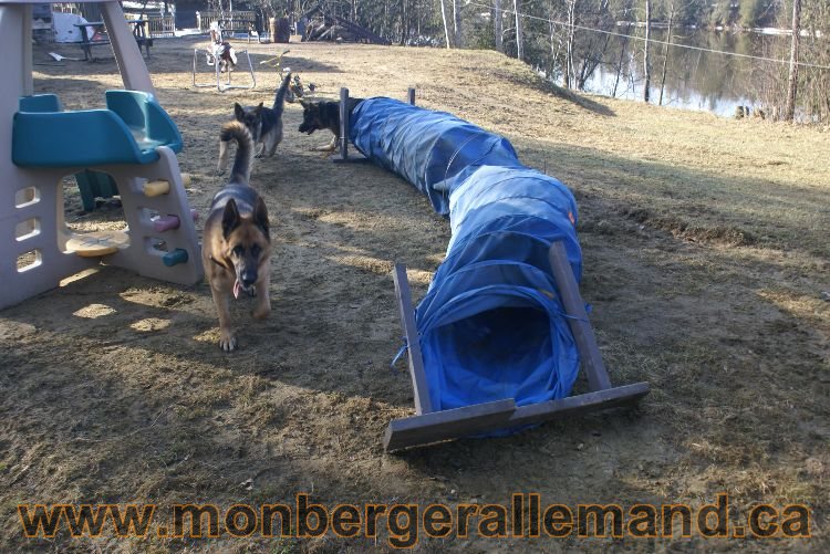 Berger allemand au printemps !