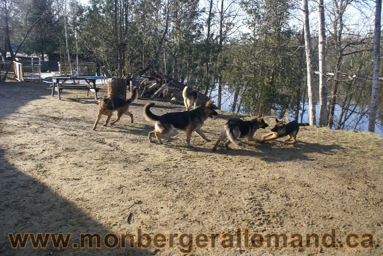 Berger allemand au printemps !
