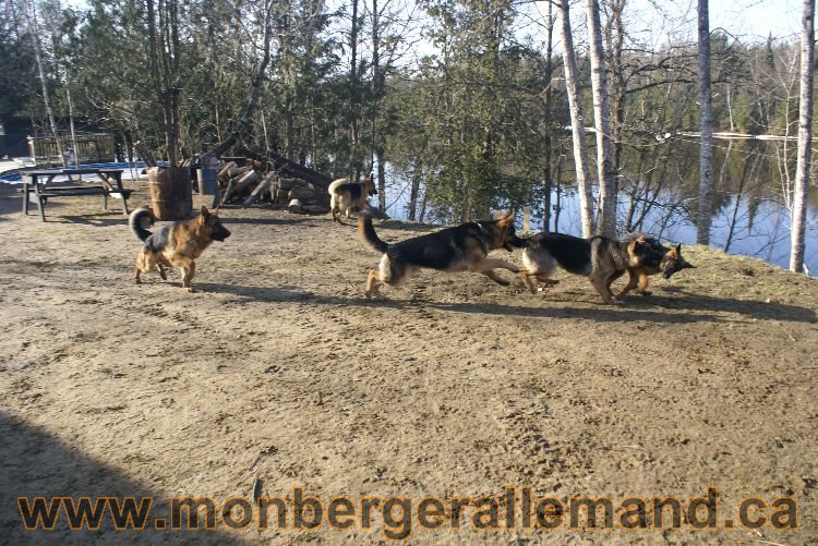 Berger allemand au printemps !