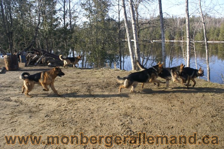 Berger allemand au printemps !
