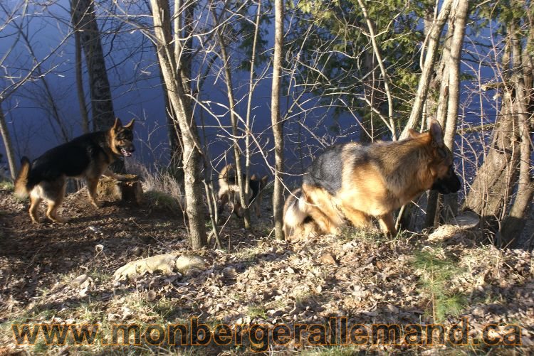 Berger allemand au printemps !