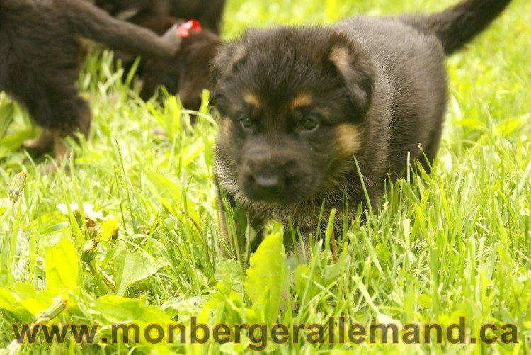 Première sortie des Chiots a Lady - German Shephered Berger allemand - 29 mai 2011