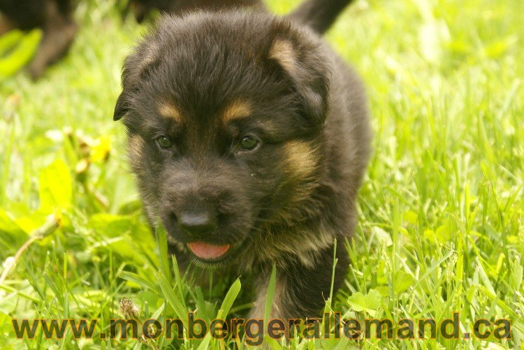 Première sortie des Chiots a Lady - German Shephered Berger allemand - 29 mai 2011