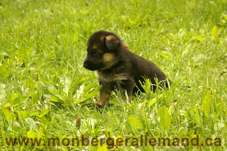 Première sortie des Chiots a Lady - German Shephered Berger allemand - 29 mai 2011