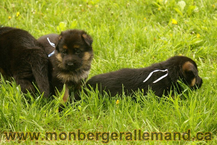 Première sortie des Chiots a Lady - German Shephered Berger allemand - 29 mai 2011