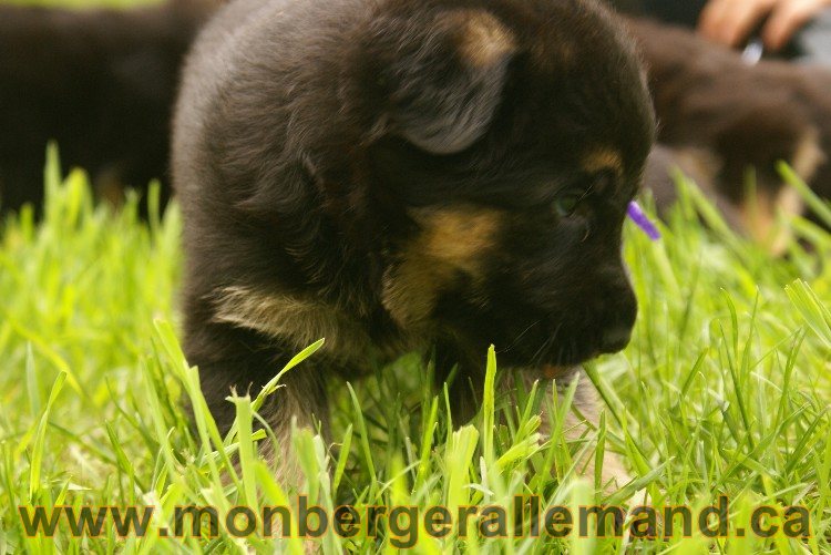 Première sortie des Chiots a Lady - German Shephered Berger allemand - 29 mai 2011