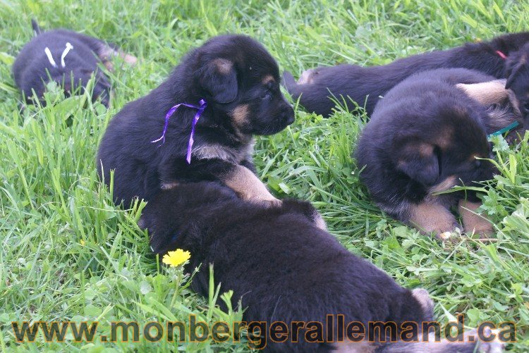 Première sortie des Chiots a Lady - German Shephered Berger allemand - 29 mai 2011