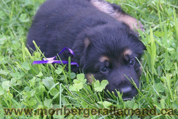 Première sortie des Chiots a Lady - German Shephered Berger allemand - 29 mai 2011