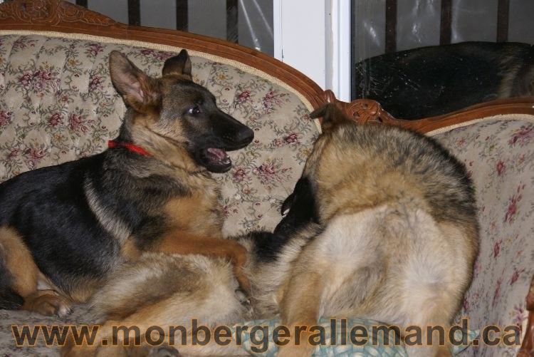 Nos Berger allemand avril 2011