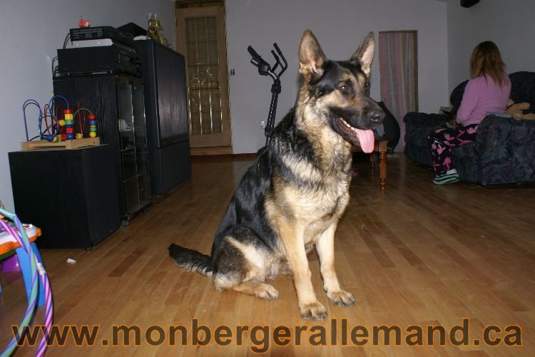 Nos Berger allemand avril 2011
