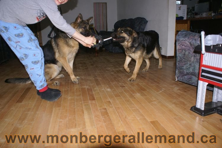 Nos berger allemand - Avril 2011