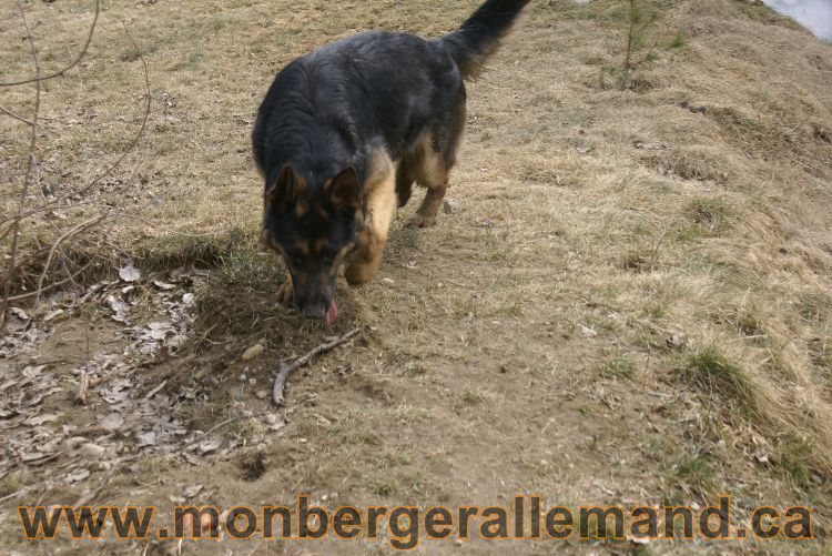 Berger allemand 9 Avril 2011 - Des portees de chiots berger allemand sont en cours !