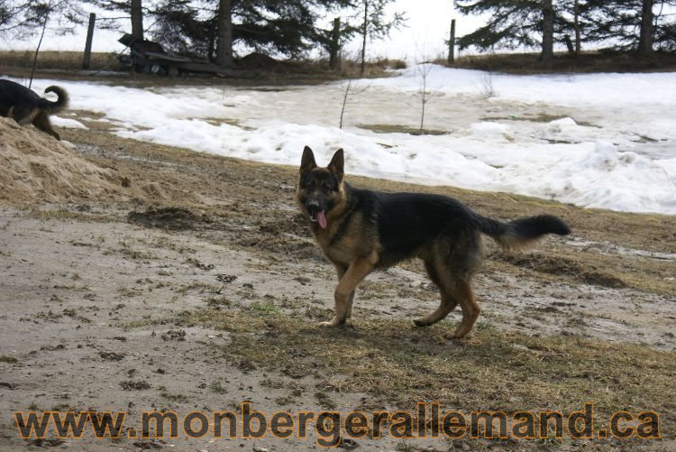 Berger allemand 9 Avril 2011 - Des portees de chiots berger allemand sont en cours !