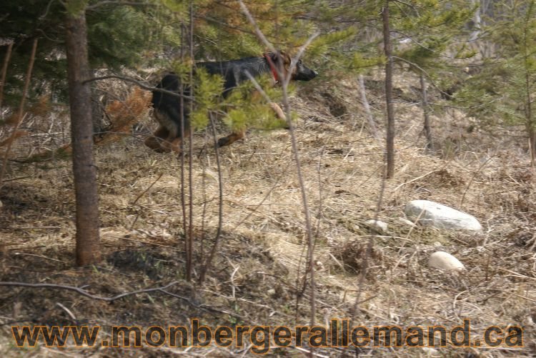 Berger allemand 9 Avril 2011 - Des portees de chiots berger allemand sont en cours !
