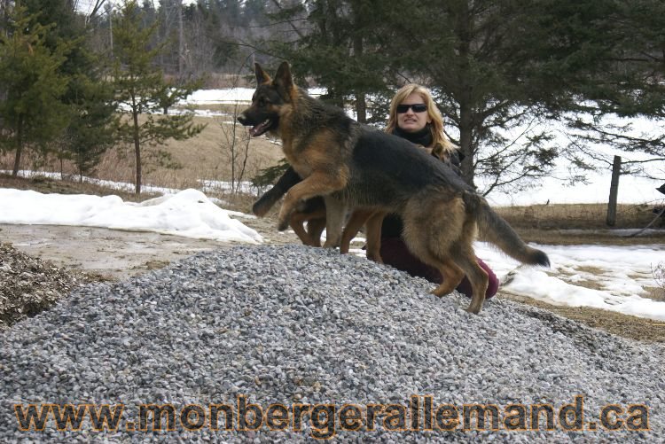 Berger allemand 9 Avril 2011 - Des portees de chiots berger allemand sont en cours !
