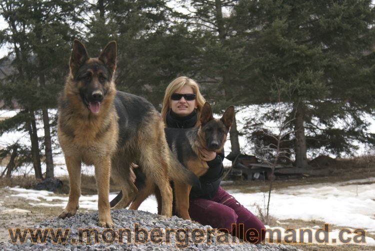 Berger allemand 9 Avril 2011 - Des portees de chiots berger allemand sont en cours !