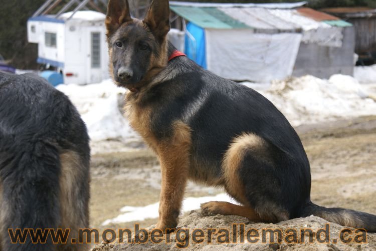 Berger allemand 9 Avril 2011 - Des portees de chiots berger allemand sont en cours !
