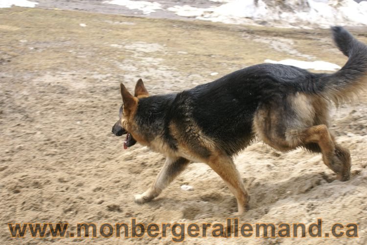 Berger allemand 9 Avril 2011 - Des portees de chiots berger allemand sont en cours !